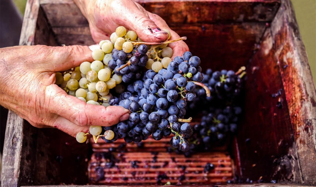 Come si fa il vino